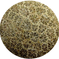 FOSSIL CORAL